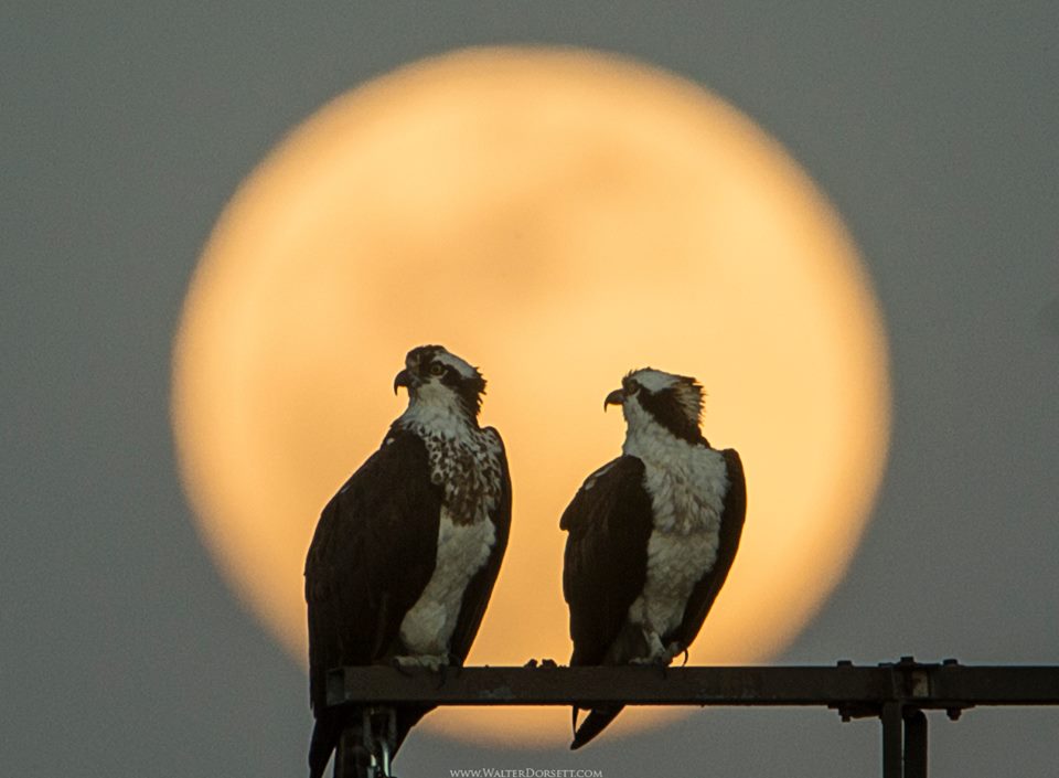 Osprey pair