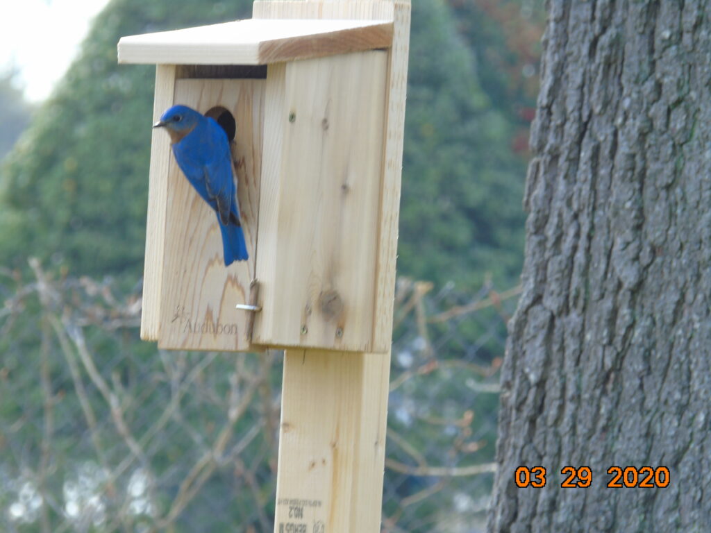 Bluebird at house JPG